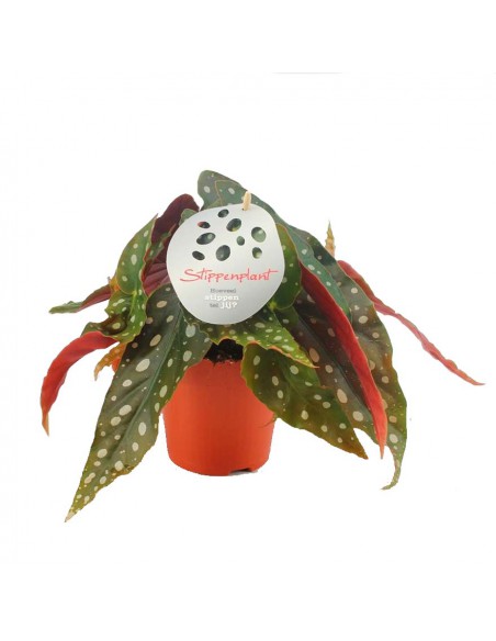 BEGONIA MACULATA Diametro vaso 12 cm