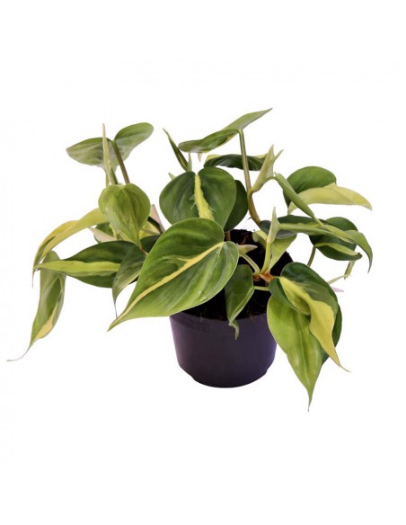 PHILODENDRON BRASIL Variegato Diametro vaso 12 cm