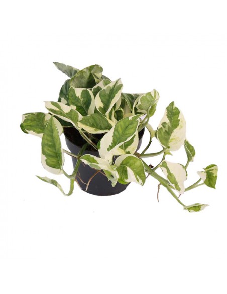 Pothos (EPIPREMNUM 'NJOY') diametro vaso 12 cm