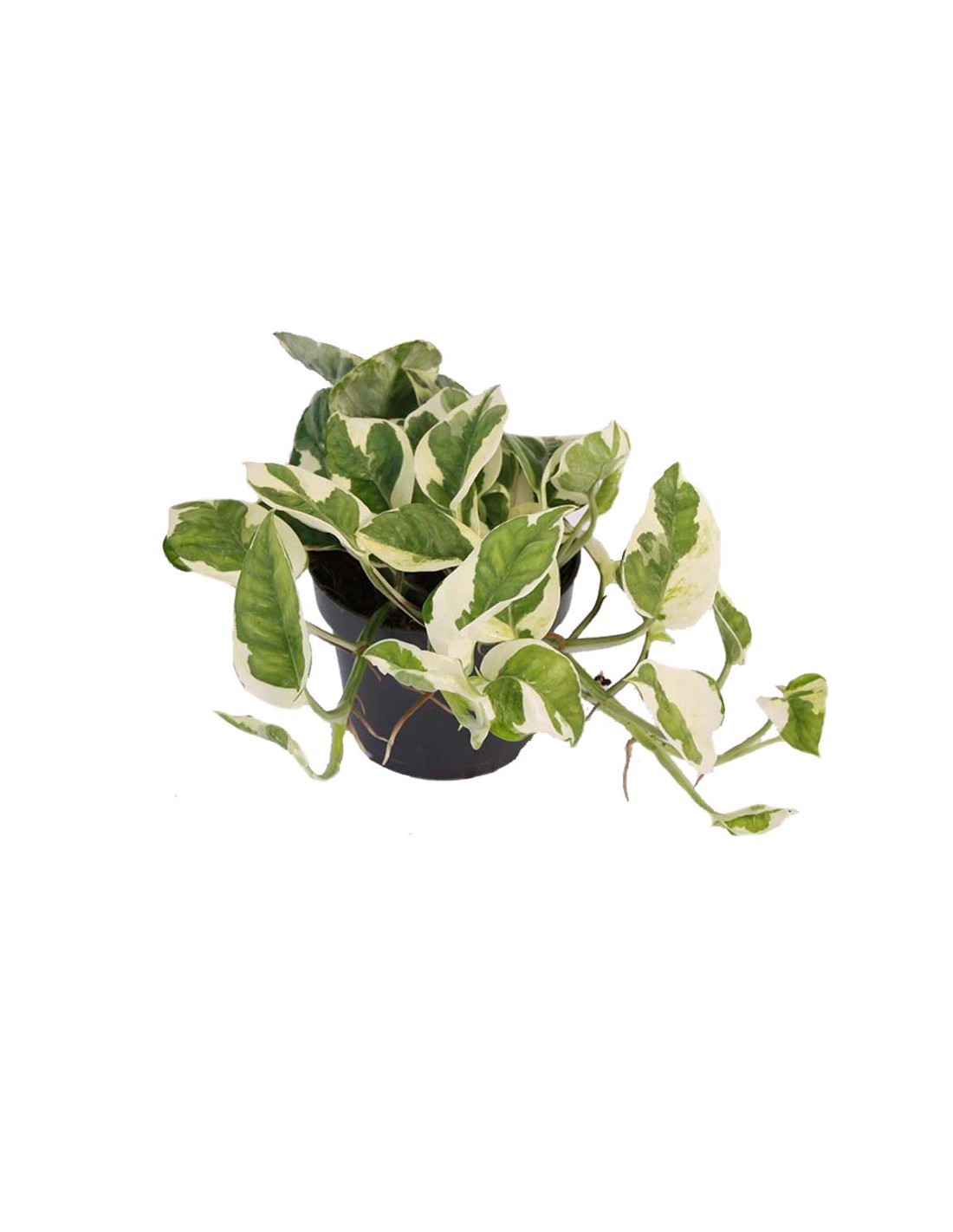 Vaso per piante Coubi rotondo diametro 12 cm colore crema 