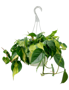 PHILODENDRON BRASIL Variegato Diametro vaso 15 cm