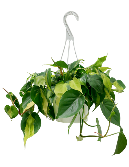 PHILODENDRON BRASIL Variegato Diametro vaso 15 cm