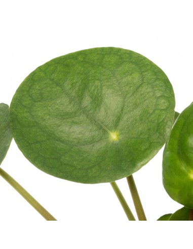 PILEA PEPEROMOIDES "Pianta della Moneta" Vaso 12 cm