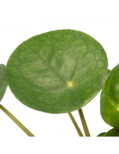 PILEA PEPEROMOIDES "Pianta della Moneta" Vaso 12 cm