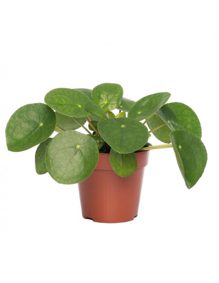 PILEA PEPEROMOIDES "Pianta della Moneta" Vaso 12 cm