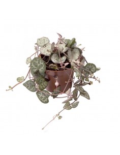 CEROPEGIA WOODII "Collana di Cuori" vaso 8 cm