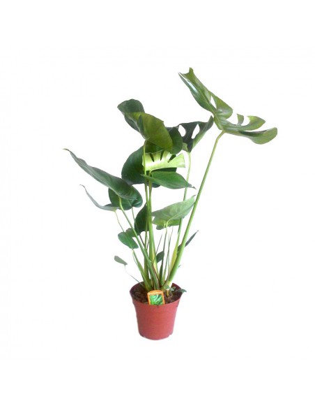 MONSTERA DELICIOSA "pianta del pane svizzero" vaso 17 cm