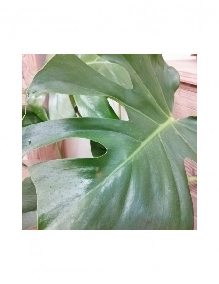 MONSTERA DELICIOSA "pianta del pane svizzero" vaso 17 cm