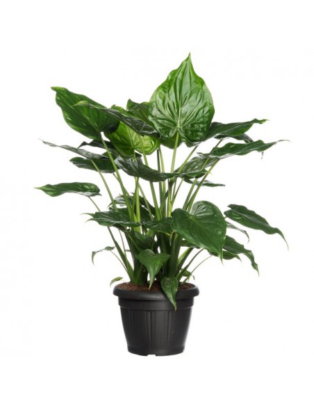 ALOCASIA CUCULLATA "Orecchie d'Elefante" Vaso 35 cm