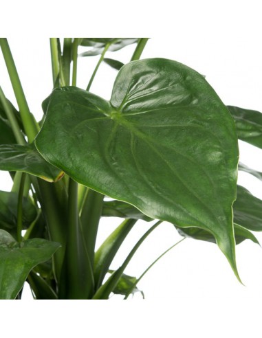 ALOCASIA CUCULLATA "Orecchie d'Elefante" Vaso 12 cm