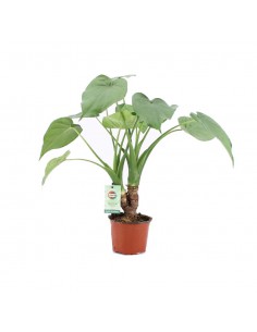 ALOCASIA CUCULLATA "Orecchie d'Elefante" Vaso 12 cm