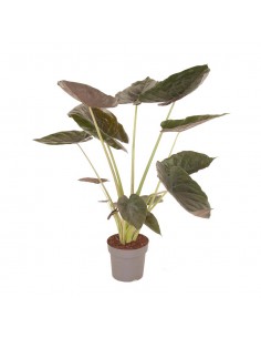 ALOCASIA WENTII "Orecchie d'Elefante Giganti" Vaso 24 cm