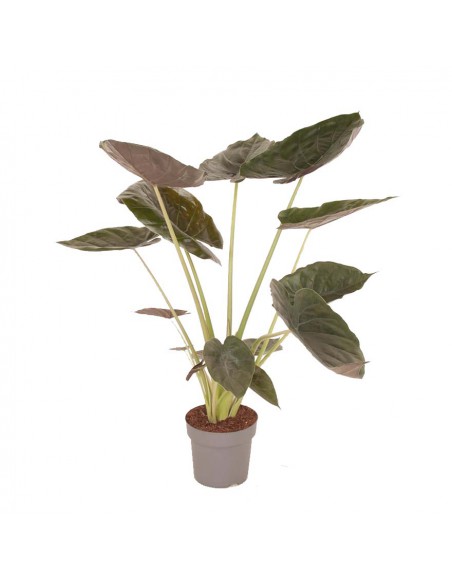 ALOCASIA WENTII "Orecchie d'Elefante Giganti" Vaso 24 cm