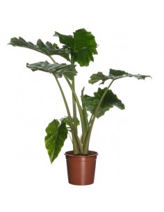 ALOCASIA PORTODORA Orecchie d'Elefante giganti  V. 35 cm
