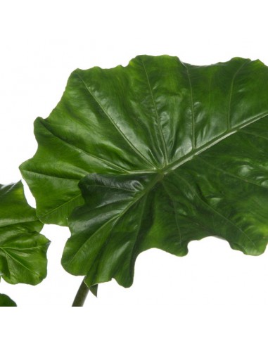 ALOCASIA PORTODORA Orecchie d'Elefante giganti  V. 35 cm