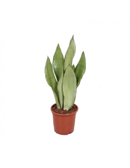 SANSEVIERIA MOONSHINE Diametro vaso 14 cm