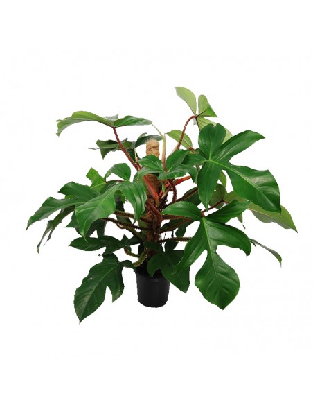 PHILODENDRON SQUAMIFERUM SU TUTORE  Vaso 19 cm