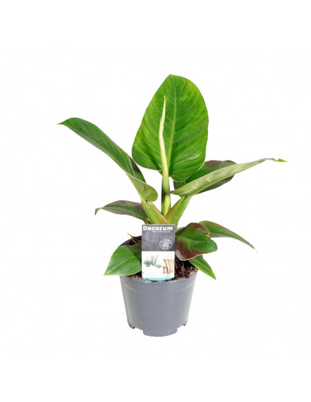 PHILODENDRON IMPERIAL Diametro vaso 14 cm