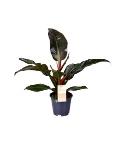 PHILODENDRON IMPERIAL RED Diametro vaso 14 cm