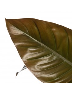 PHILODENDRON IMPERIAL RED Diametro vaso 14 cm 2