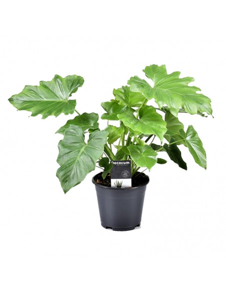 PHILODENDRON SHANGRI LA Diametro vaso 17 cm