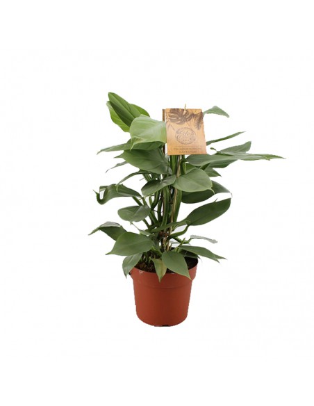 PHILODENDRON HASTATUM Diametro vaso 17 cm