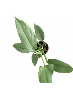 PHILODENDRON HASTATUM Diametro vaso 17 cm 2
