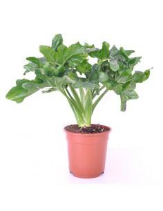 PHILODENDRON SELLOUM ATOM Diametro vaso 17 cm