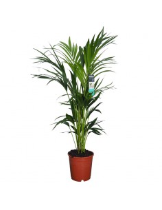 KENTIA "HOWEA" FORSTERIANA Diametro vaso 24 cm