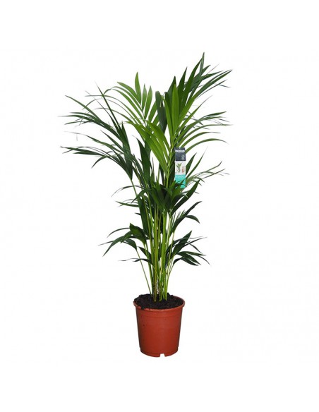 KENTIA "HOWEA" FORSTERIANA Diametro vaso 24 cm