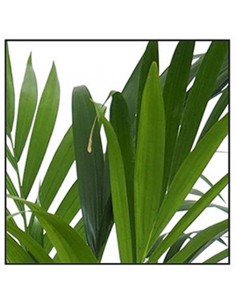 KENTIA "HOWEA" FORSTERIANA Diametro vaso 24 cm 2