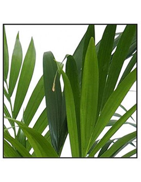 KENTIA "HOWEA" FORSTERIANA Diametro vaso 24 cm
