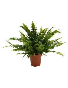 Felce "NEPHROLEPIS GREEN LADY" diametro vaso 12 cm