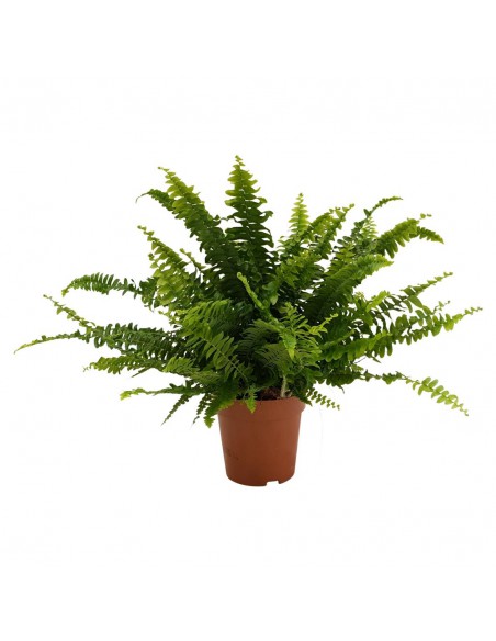 Felce "NEPHROLEPIS GREEN LADY" diametro vaso 12 cm