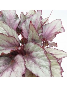 BEGONIA REX BELEAF ARCTIC BREEZE diametro vaso 12 cm 2