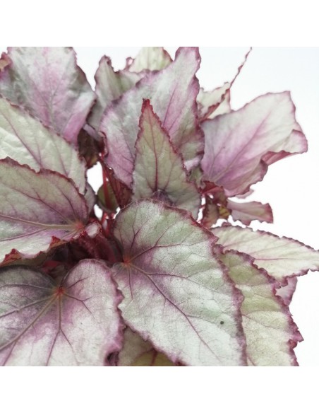 BEGONIA REX BELEAF ARCTIC BREEZE diametro vaso 12 cm