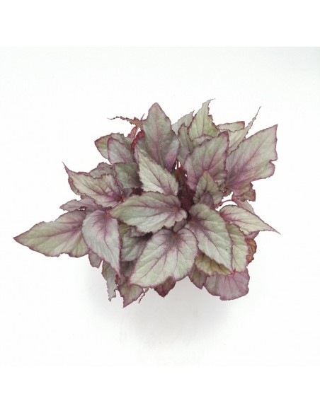 BEGONIA REX BELEAF ARCTIC BREEZE diametro vaso 12 cm
