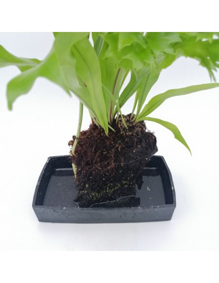 LOVA ASPLENIUM su roccia vulcanica