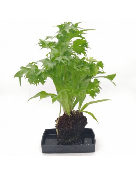 LOVA ASPLENIUM su roccia vulcanica