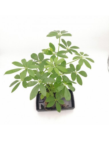 LOVA SCHEFFLERA su roccia vulcanica vaso integrato