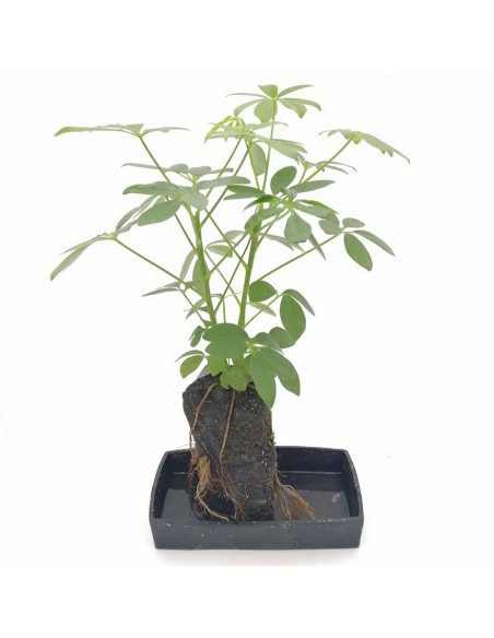 LOVA SCHEFFLERA su roccia vulcanica vaso integrato