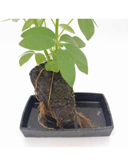LOVA SCHEFFLERA su roccia vulcanica vaso integrato