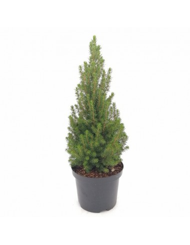 ABETE 'PICEA GLAUCA PERFECTA' diametro vaso 19 cm