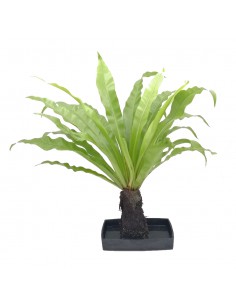 LOVA MICROSORUM PUNCTATUM su roccia vulcanica