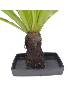 LOVA MICROSORUM PUNCTATUM su roccia vulcanica 2