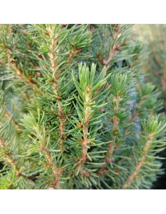 ABETE 'PICEA GLAUCA PERFECTA' diametro vaso 19 cm 2
