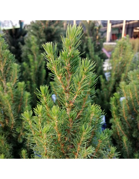 ABETE 'PICEA GLAUCA PERFECTA' diametro vaso 19 cm