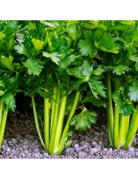 Sedano in Vaso: l'Aromatica Croccante per Ogni Tua Ricetta