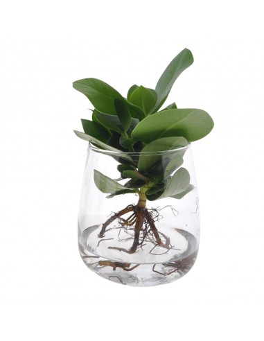 CLUSIA IDROPONICA altezza totale 35 cm