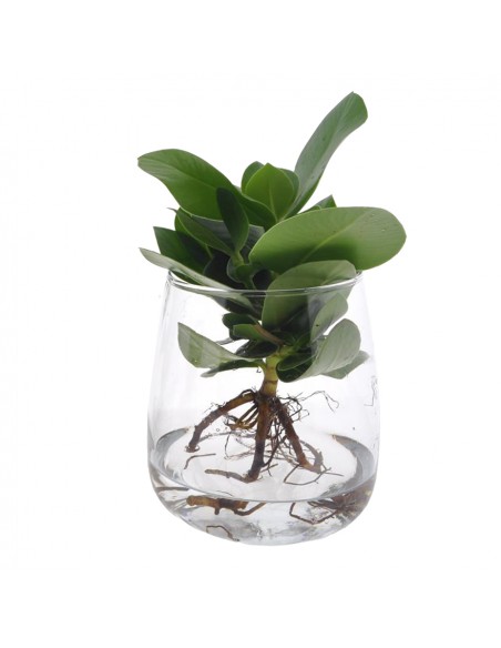 CLUSIA IDROPONICA altezza totale 35 cm
